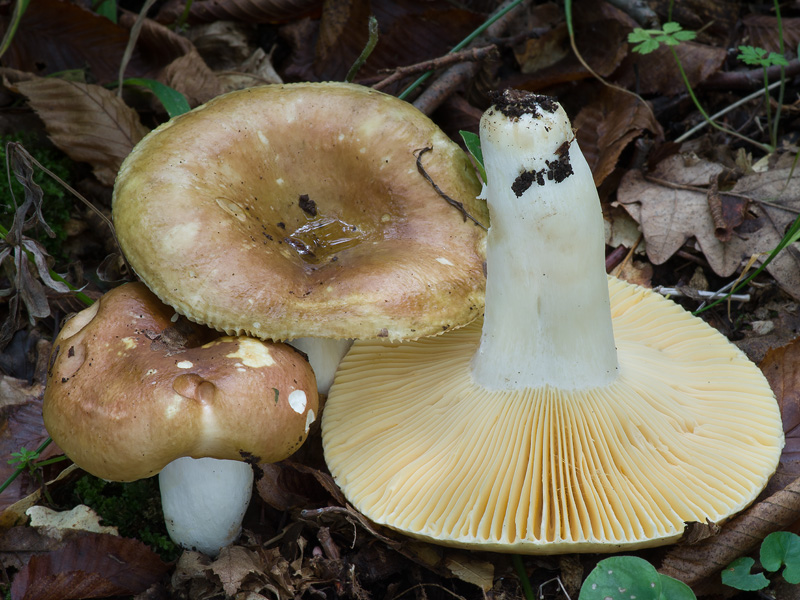 Russula olivacea